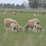 Building sheepmeat demand globally