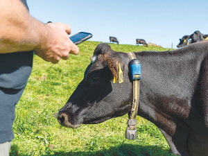 Cows that have just calved are ideally held on once-a-day milking until the collars show they are ready to join the twice-a-day herd.