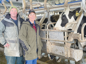 South Waikato farmers Mark and Jann Sanson milk cows that are swiftly becoming a purebred Holstein Friesian herd.