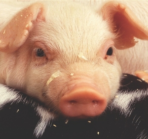 US and EU move on pig viruses