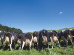 A visiting expert says udder quality is the number one issue in NZ.