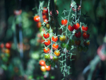 Kiwi-grown tomatoes flocking to stores