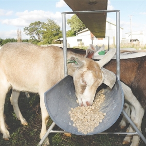 The greatness of  lonely goats
