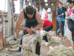 Shearing, crutching and dagging sheep in early summer can lesson the risk of flystrike.