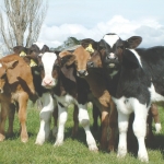 NZVA recommends vaccinating young stock early.