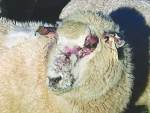 FE causes damage to the bile system of the liver of the animal which can reduce a ewe’s lifetime productivity by 25%. A secondary effect is photosensitisation, which causes skin reddening and peeling, leaving affected area susceptible to other infections.