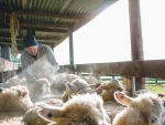 Improving animal health can increase livestock productivity and limit emissions.