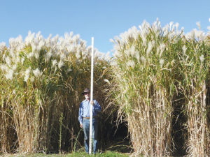 Miscanthus New Zealand managing director Peter Brown with a three-metre ruler in a stand of giant miscanthus grass.