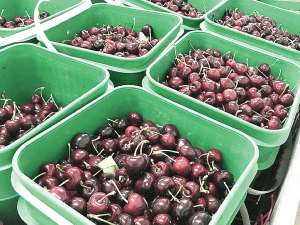 Riverside cherries mature early and are ready for the lucrative NZ Christmas market and – in a good year – the orchard can produce about 50 tonnes of cherries.