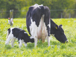 Holstein Friesian fertility is  on the up. Photo: Sheridan Steiner