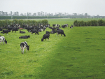 Halter’s technology is used by dairy and beef farmers throughout Australia, New Zealand and the US.
