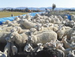 Early weaning can be particularly useful in hoggets, as they typically lamb later than the mixed-age ewes.
