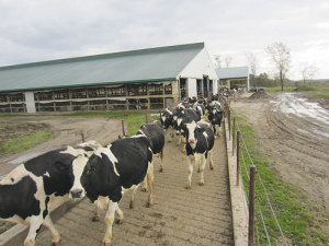 Good cow flow is vital for efficient milking.