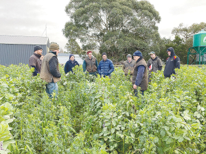 The Liquid Injection Arable Growth Group discuss a multispecies cover crop, used by many group members to improve soil health.