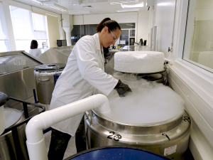 Leran Fishlar, lab technician, prepares the freezing chambers in LIC’s upgraded semen processing facility in Manawatu.