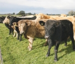 Cattle population reaches 6.6m