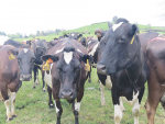Vet Paul Daly says Wet spring weather is having “a huge impact” on the number of ‘dirty’ cows.