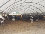 Allowing cows to eat at a set feeding pad helps to ensure that all animals have access to the same amount and quality of feed.