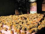 Saving the bee through social enterprise
