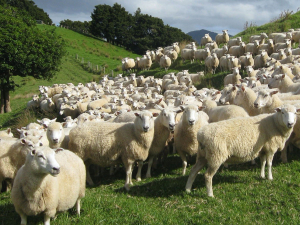 Lamb prices are tipped to remain low.
