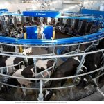 Robotic rotary dairy in Oz