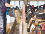 The dairy sector needs another 1000 workers this calving season.