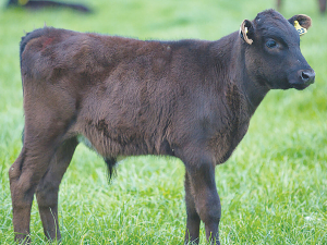 First Light Wagyu calf