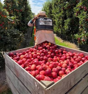 Minister praises apple sector’s growth story