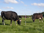 Gallagher, Barenbrug snap pasture monitoring company