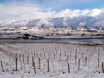Wine Weather: What&#039;s been going on?