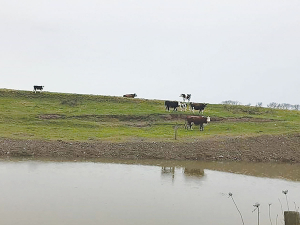Bay of Plenty Regional Council is reminding rural landowners of the requirements to protect the region&#039;s stopbanks from the effects of stock and overgrazing.