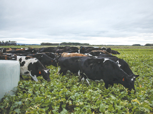 DairyNZ says more change is still needed on the proposed winter grazing rules.