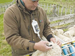 A one-size-fits-all vaccination programme does not suit different sheep systems, which all have different vaccine requirements.