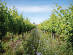 El Niño Spring Outlook: What to Expect in Five NZ Regions