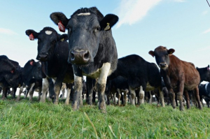 Farmers back culling of 4000 cows from infected farms
