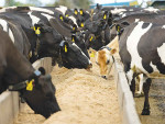 Feeding maize silage in winter: Setting the herd up for success