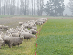 The ‘Understanding the impacts of sheep winter grazing’ project looked at grazing practices and the impact these had on contaminant losses.