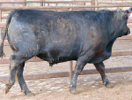 A young steer in prime condition.