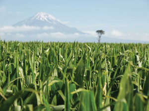 In many respects, maize silage acts as a form of feed insurance.
