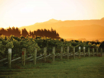 Science Snippet: The Marlborough Terroir