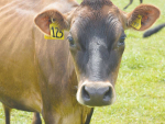 Methane inhibitors could help reduce emissions from cows by 30% says DSM.