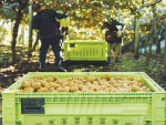 Westpac NZ Becomes First Bank to Accept Zespri Shares as Lending Security