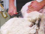 Sheep should not be shorn in the last four weeks of pregnancy.