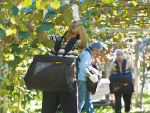 Bay of Plenty’s kiwifruit sector has 1200 vacancies for pickers and packers.