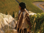 Hand harvest for Bilancia at Roy’s Hill, overlooking the Gimblett Gravels. Photo Richard Brimer.