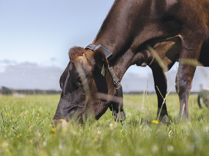 Cows quickly understand the Halter system, says Waikato farmer and technology user Pete Morgan.
