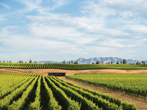 Organic Wine Week