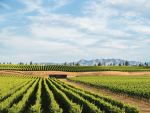 Organic Wine Week