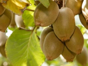 Kiwifruit exports rose $105 million (47%) in the year to June 2016 to reach $331 million.