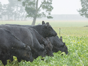 Steers grazing Ultrastrike treated Pallaton Raphno